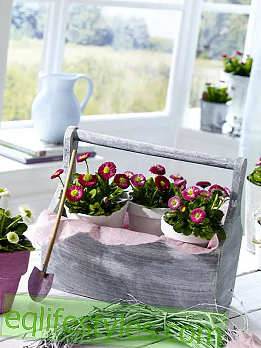 Planted basket with Bellis