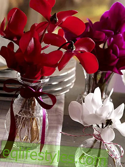 Cyclamen in small vases