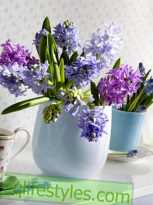 Hyacinty ve světle modrých skleněných vázách