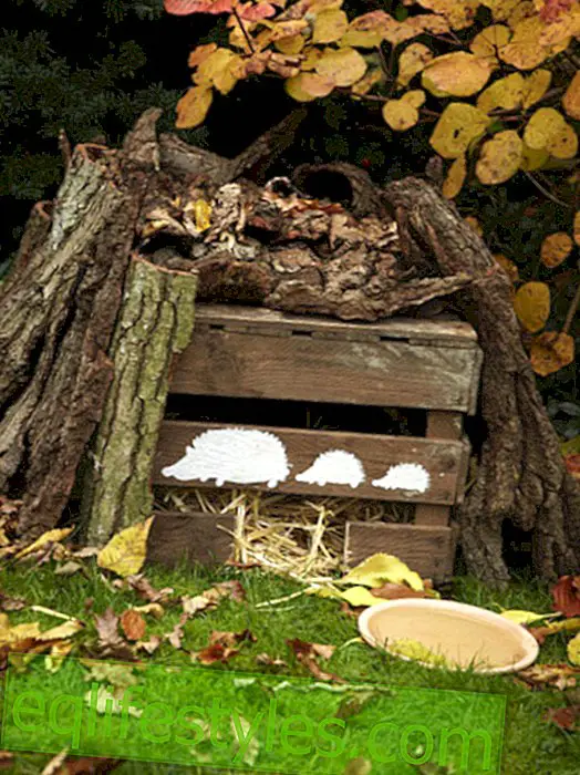 live - Build Hedgehog House yourself: It's that easy