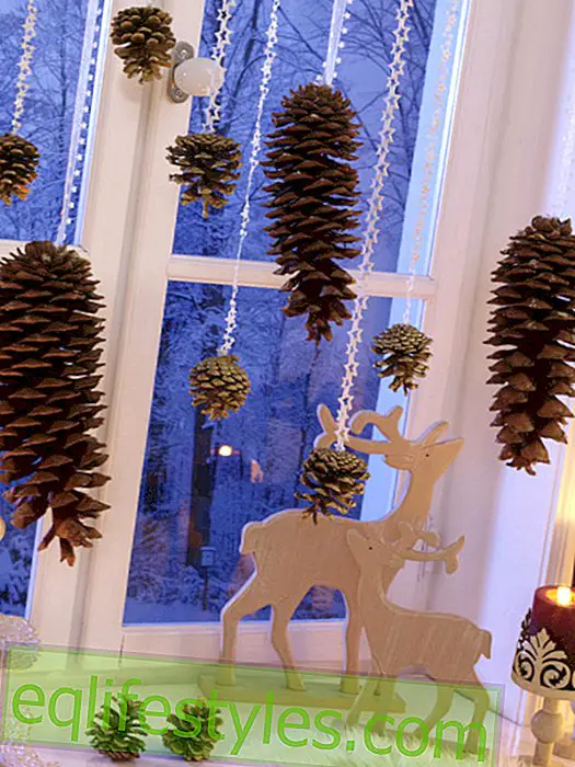 live: Window decoration with cones