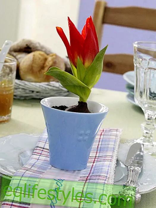 Tulip deco in the mug
