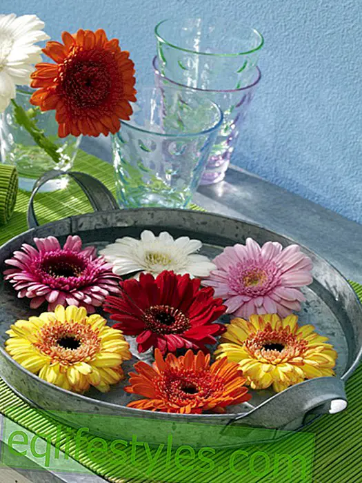 Bowl of gerbera flowers