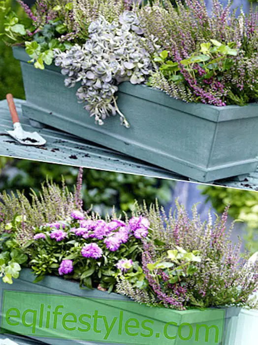 Two variants: plant the balcony box autumnally