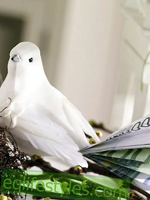 Dove with money present