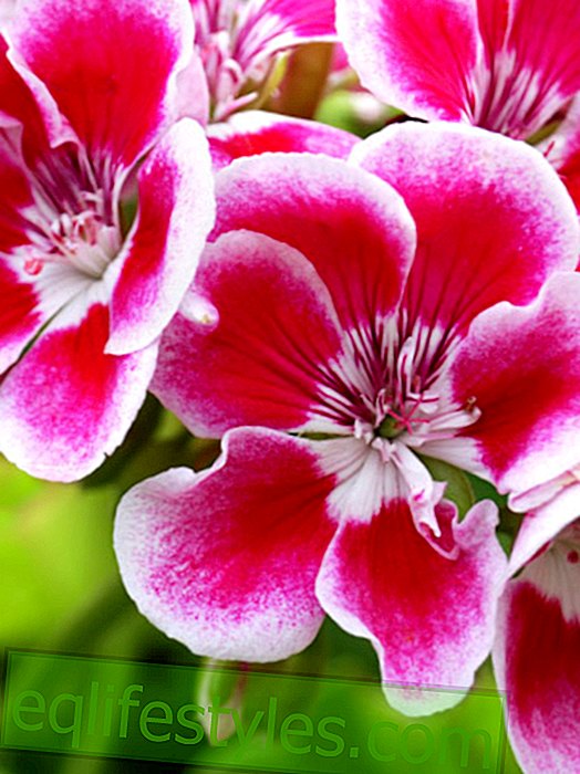 live - Geraniums as balcony flowers - tips and care