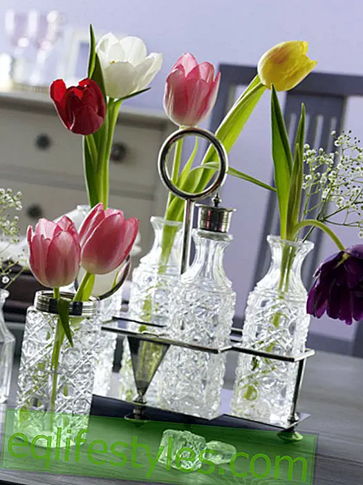 leve: Eddike og oliebakke med tulipaner